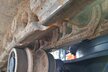 Hitachi ZX490LCH-7
