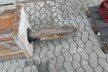 Rammer Hydraulikhammer R45P