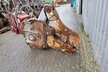 Demarec MQP25 (Y) mit Abbruchgebiss (C)